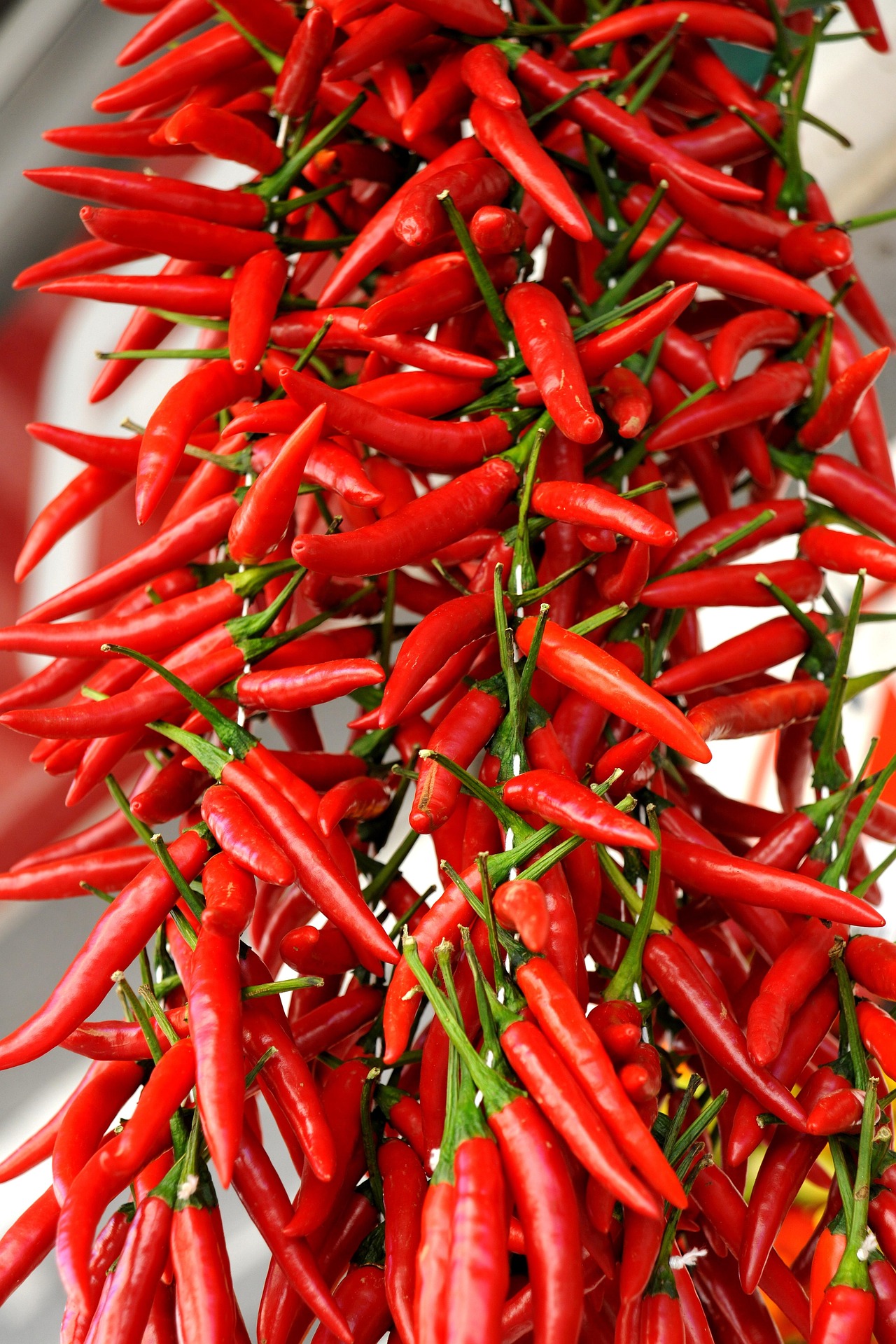 Tresse de piments rouges frais suspendus